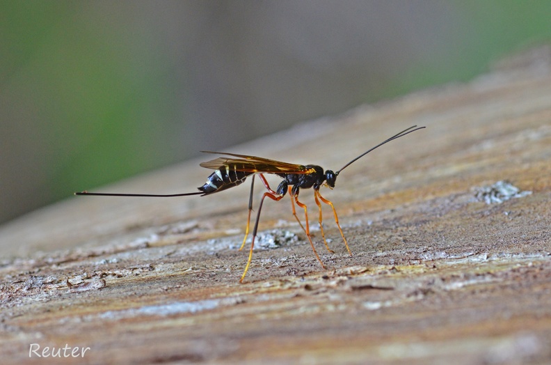 Holzschlupfwespe (Rhyssa persuasoria)